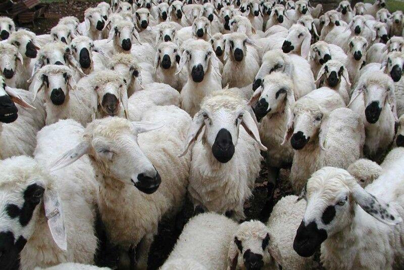 تاثیر کرونا بر بازار دام و فرآورده های لبنی تاثیر کرونا بر بازار دام و فرآورده های لبنی