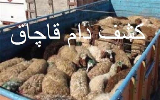 توقیف کامیون حامل احشام قاچاق در کبودرآهنگ توقیف کامیون حامل احشام قاچاق در کبودرآهنگ