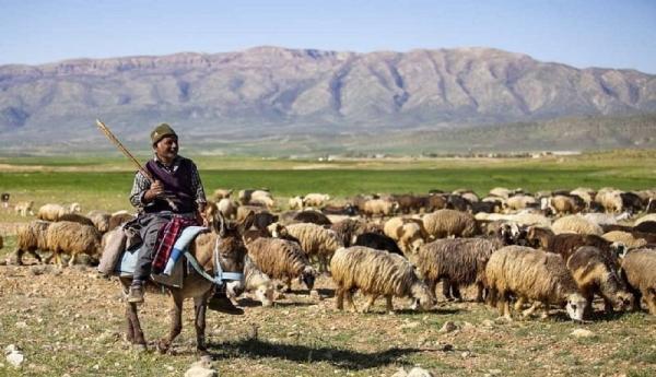 خشکسالی، باعث کوچ 10 هزار راس دام کشور شد خشکسالی، باعث کوچ 10 هزار راس دام کشور شد