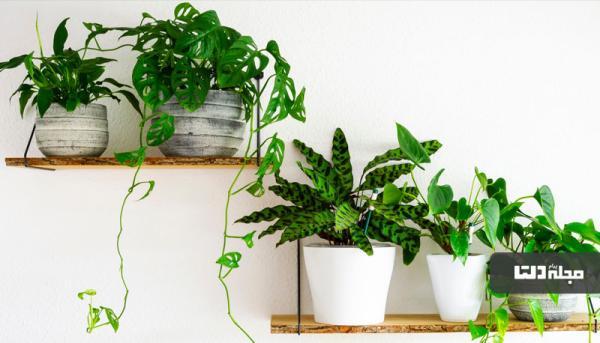 5 گام مهم برای سلامت گیاهان آپارتمانی