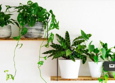 5 گام مهم برای سلامت گیاهان آپارتمانی